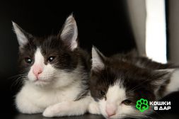 Котята Кай и Герда в добрые руки