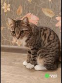 Кошка Сима с зелёными глазами в добрые руки. 