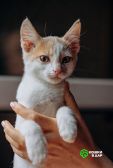 Котята Симба и Пуфик ищут дом!