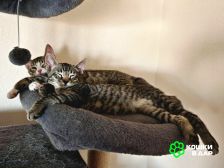 Котята-полосатики в добрые руки 