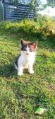 Маленький котёнок Тëма ищет дом