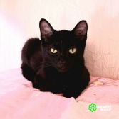Котята ищут родной дом