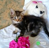 Котенок ищет дом