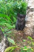 Котята Лея и Тея в добрые руки