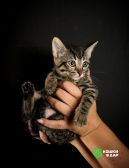 Славные малыши-котята в добрые руки