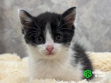 Красивая 2 мес малышка Шаня в добрые руки!