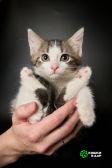 Отдам котят в хорошие руки