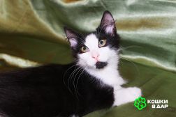 Котенок черно-белый мальчик ищет дом.