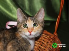 Котенок девочка трехцветная, 4 месяца, ищет дом.