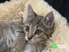 Микки-котенок мечты для вашей семьи!