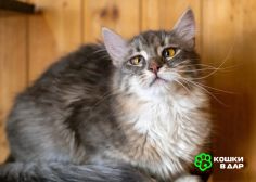 Кошечка Сьюзи ищет любящую семью.