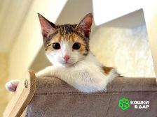 Кошечка Зося, трехцветное счастье ищет дом