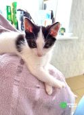 Ласковый трогательный котёнок Кузя ищет дом 