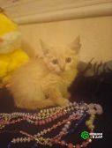 Котенок Лео - счастье в дом!