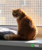 5 Рыжая красотка с характером срочно ищет дом!