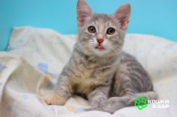 1 Прелестная малышка Славушка! Котенок в добрые руки