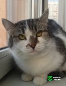 1 Мэри — кошка с историей и большим сердцем