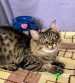 Screenshot_20250917_163316_com.google.android.apps.photos~2 Анфиса ищет дом и семью!