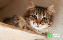 Изображение WhatsApp 2025-10-03 в 16.40.48_db3c6805 Пушистый красавиц кот Степан в добрые руки