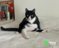 1 Добрый и ласковый котик Маркиз ищет дом!