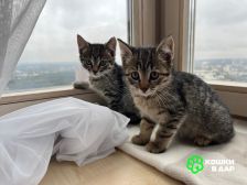 1 Ника и Сима ищут дом и самых лучших хозяев