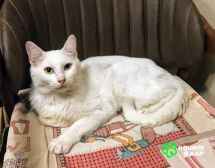 1 Бедный Альбус. Белый кот в добрые руки.