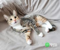 1 Котенок девочка трехцветная, 4 месяца, ищет дом.