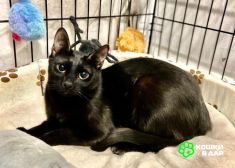 1 Сиротка Сандра, кошка в добрые руки.