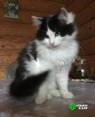 1 Красивые котята бесплатно в дар