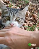 1 Общительный, любознательный котёнок ищет дом.