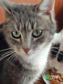 1 Мэй, серебристо-дымчатая кошечка, ищет свой дом
