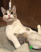 2 Молодая кошечка Нюша ищет семью.