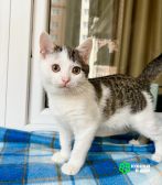 IMG_0077 Котенок Лазерь - лучистое счастье в добрые руки