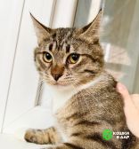 IMG_0076 Молоденький полосатый кот Арчи в добрые руки