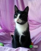 Маленькая кошка Антоша ищет дом