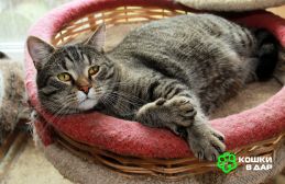 Барсик – котик компаньон. Молодой кот в добрые руки.