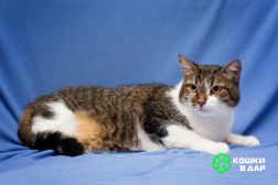 Добрый, ласковый, домашний котик Семен