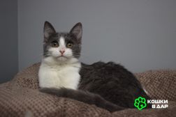 Ласковая 6 мес кошечка Кася ищет семью!