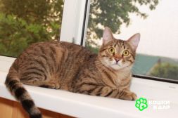 Сима - «шпротинка». Молодая кошечка в добрые руки.