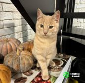 Бося — рыжий котик в добрые руки.