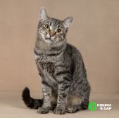 Бетти - «дракон Ли».  Добрейшая полосатая кошечка в добрые руки.