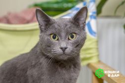 Шерри, русская голубая.  Красавица кошечка в добрые руки.