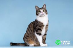 Кошечка Бонни ищет доброе сердце. 