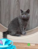 Очаровательный британец Винтер ищет дом и любящих хозяев! 