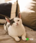 Ариша замечательная кошечка и ей нужен дом!