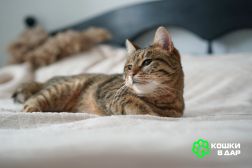 Ищем дом для слепой кошечки Сони! 