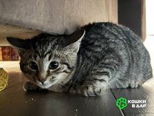 Трое замечательных котят и мама-кошка в добрые руки