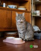 Пристраивается красивейший крупный серый кот по имени Котя.