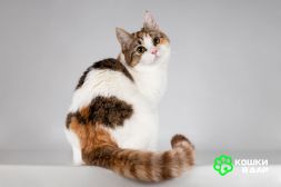 Красавица Ника ищет семью. 