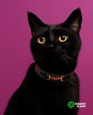 Черный котенок-подросток Гудини в дар
